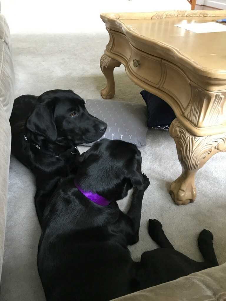 Lulu and Harry