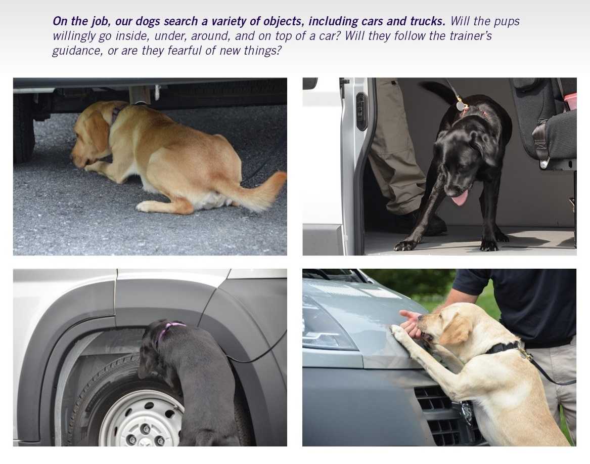 Puppy class evaluations