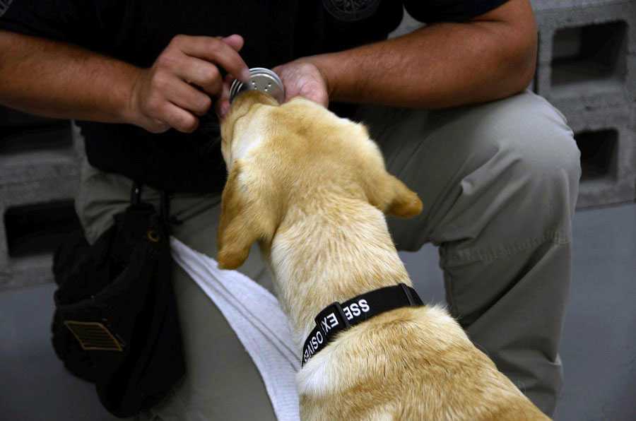 Heide sniffing a tin