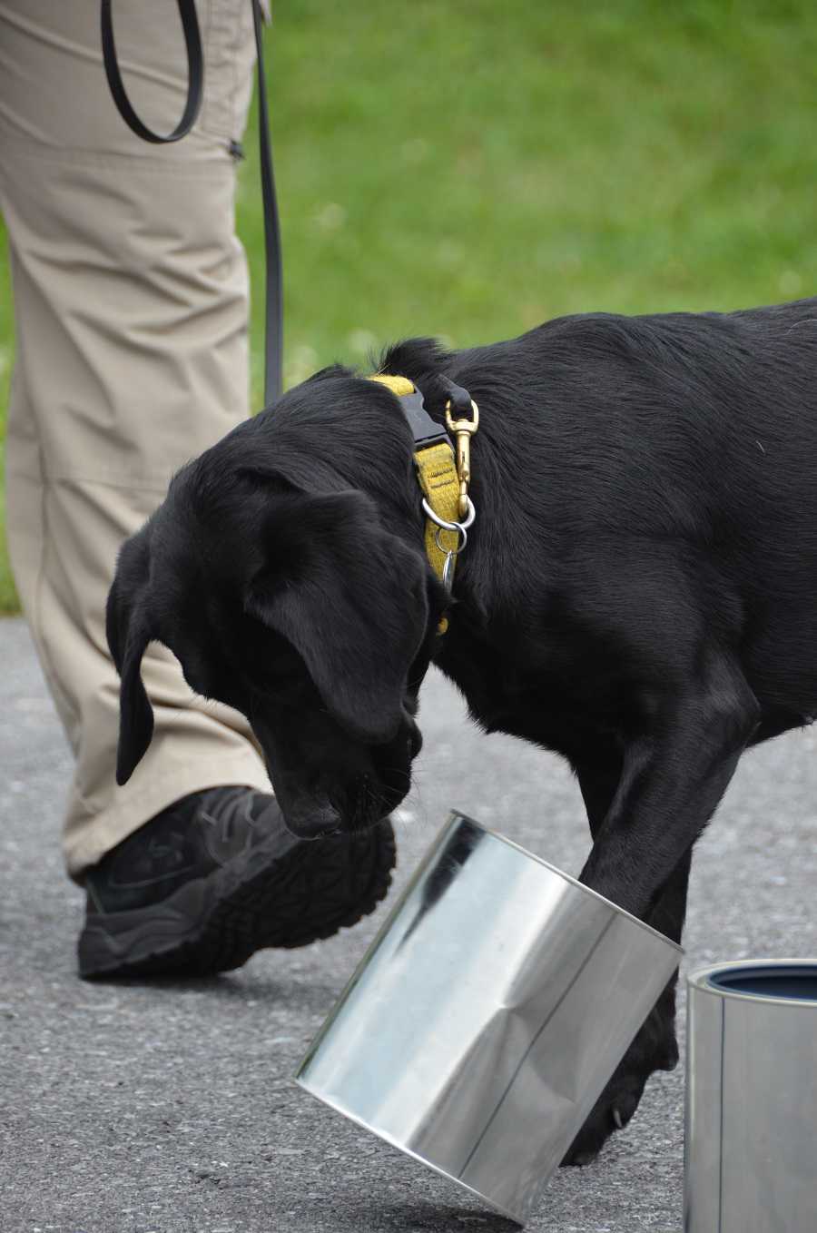 Suni during evaluations