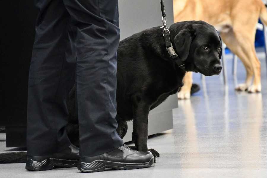 Lucy during retirement