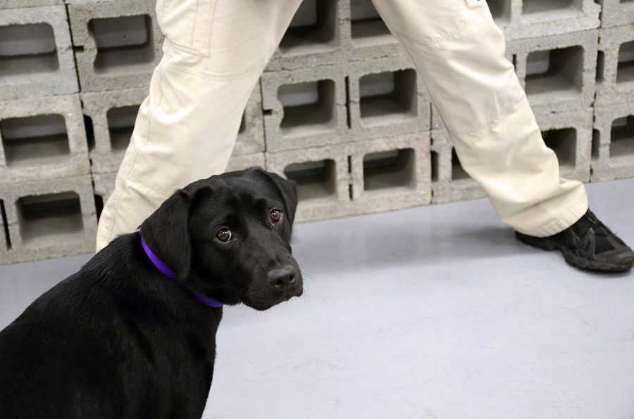 Lulu during her first lesson