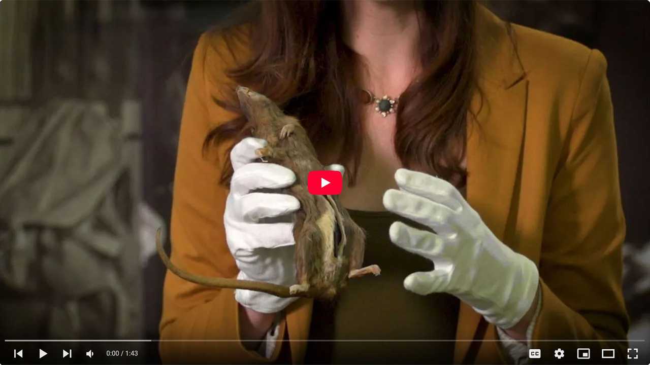 The Debrief - Dead Drop Rat