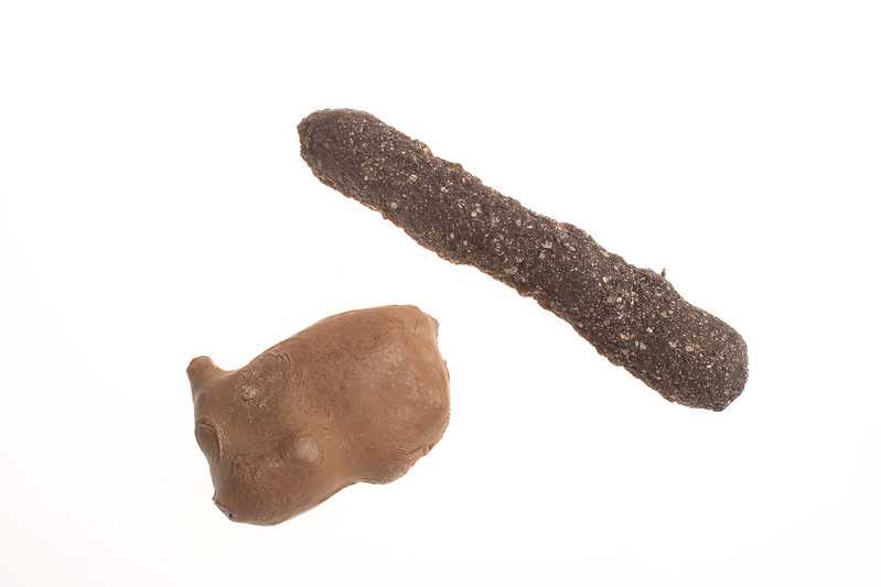Tiger scat