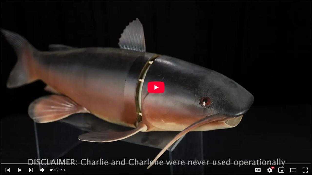 The Debrief - Charlie the Fish