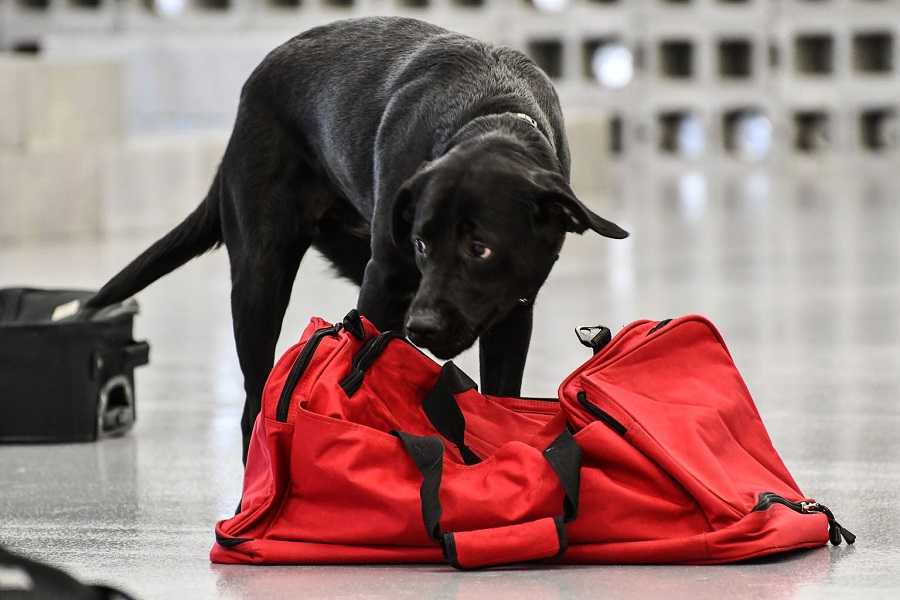 Indigo examines a duffle bag