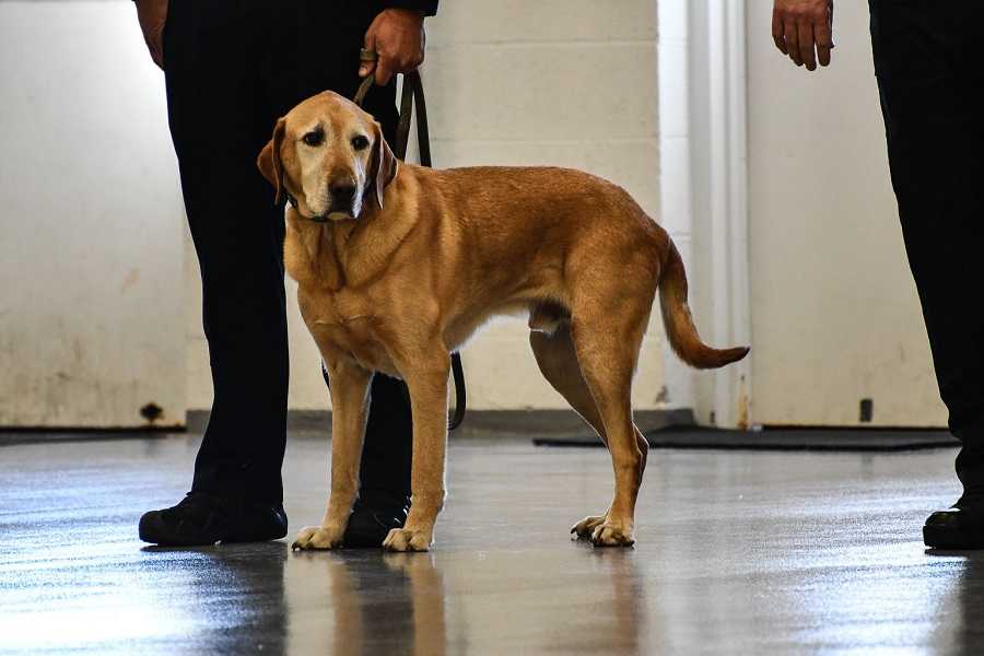 Osmond stands with his handler