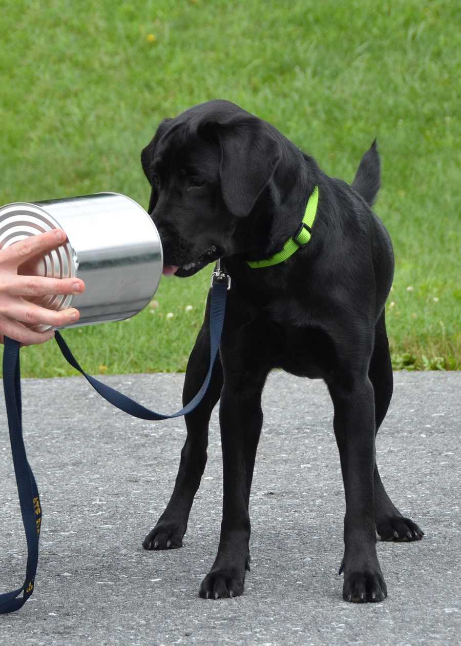 Indigo during evaluations