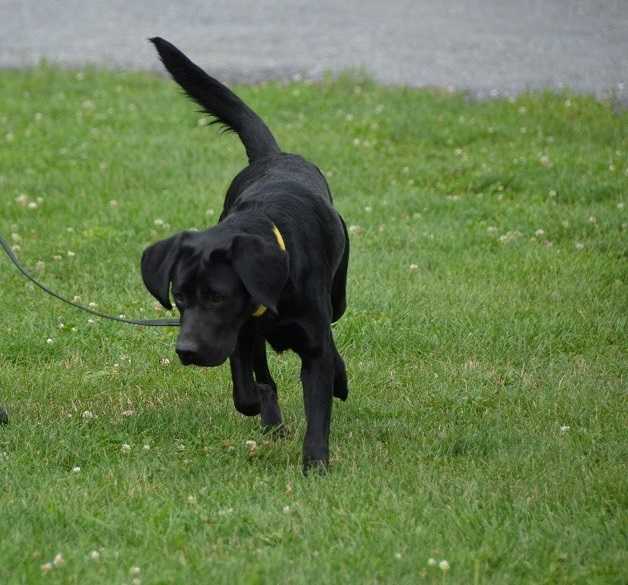 Suni in the grass