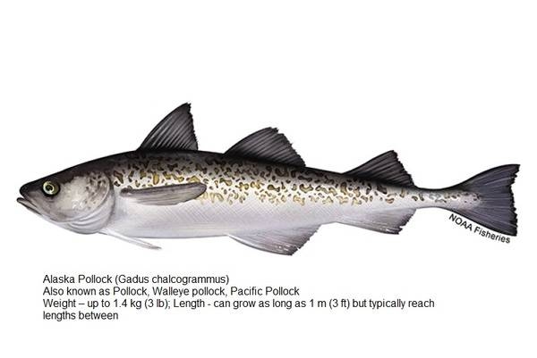 Alaska Pollock