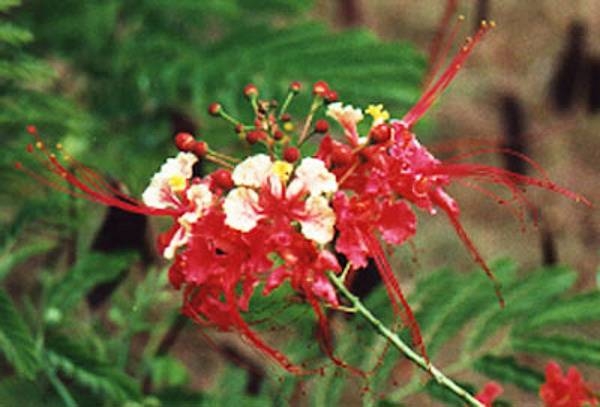 Flame tree blossom at the American Memorial Park at Garapan. Photo courtesy of the US National Park Service.
