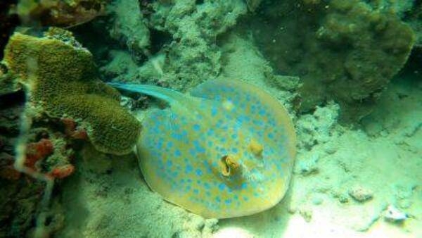 Stingrays are a group of sea rays, related to sharks. Stingrays are common in coastal tropical and subtropical marine waters, such as those near Djibouti. The stingray uses its paired pectoral fins for locomotion.
