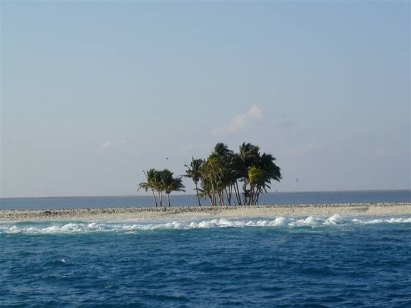 A clump of palm trees on Clipperton Island. Photo courtesy of NOAA / Shannon Rankin.