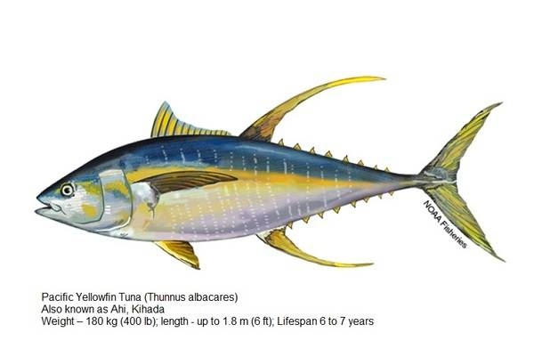 Yellowfin Tuna