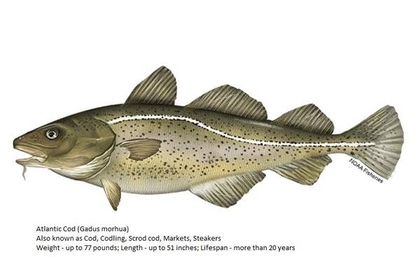 Atlantic Cod