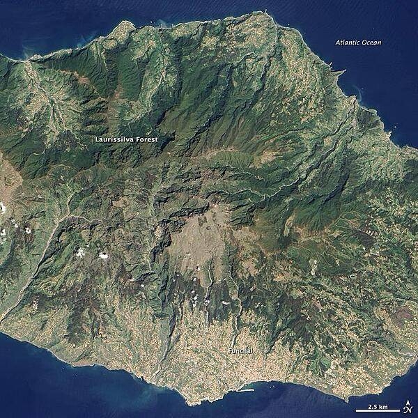 Located in the Atlantic Ocean about 700 km off the coast of North Africa, Madeira Island is the top of a giant shield volcano that rises 6 km from the ocean floor to reach an altitude of 1,862 m above sea level. When Portuguese explorers arrived there in the early 1400s, they were so impressed with the thick forest covering the steep, mountainous island that they called it Ilhe de Madeira, Island of Wood.
The forest of Madeira is known as Laurissilva, a forest that is similar to high-altitude tropical rain forests ("cloud forests"). Laurissilva is a relic of the forest that once thrived across southern Europe and North Africa, but which disappeared as the last ice age ended and the regional climate became hotter and drier. Madeira's mild, subtropical climate and isolation preserved the laurel forest as it became extinct elsewhere.
The surviving Laurissilva is both a natural reserve and a World Heritage Site. The remaining forest covers about 15,000 ha, making it the largest Laurissilva forest in the world. About 90% of the forest is believed to be old growth, primary forest, according to the UN. The Laurissilva includes a wide diversity of flora, including a number of rare ferns and flowering plants. Image courtesy of NASA.