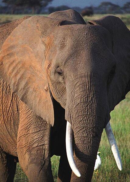 Approximately 250 km (160 mi) from Nairobi and close to the Tanzania border, Amboseli National Park affords visitors many opportunities to see magnificent animals like this one close up. Note the small white bird near the foot of the elephant. These "cattle egrets" are opportunistic feeders that often follow the elephants and eat the insects kicked up by the movement of their much larger friends.