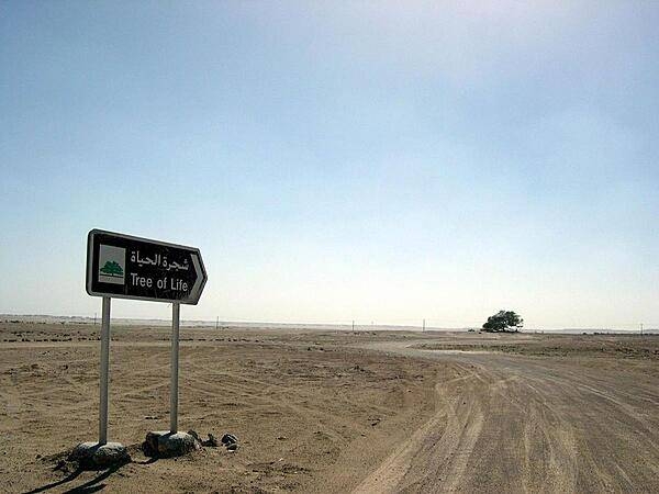 The Tree of Life is one of Bahrain's major tourist destinations; it is located in the middle of the desert and somehow has survived for hundreds of years with no obvious source of water.
