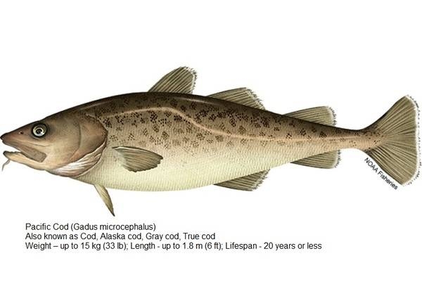 Pacific Cod