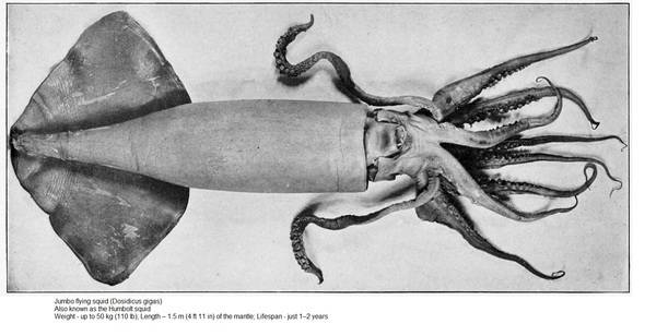 Jumbo Flying Squid