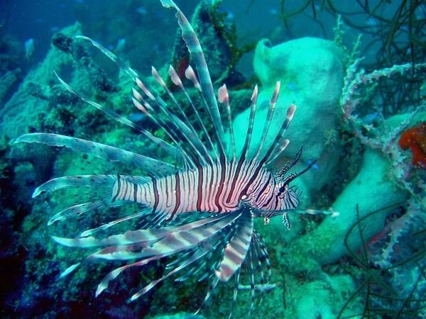 Lionfish on the Fumitsuki Maru. Image courtesy of NOAA / David Burdick.