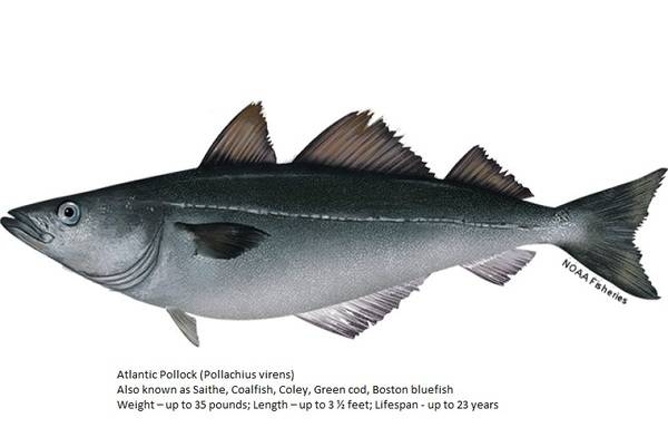 Atlantic Pollock