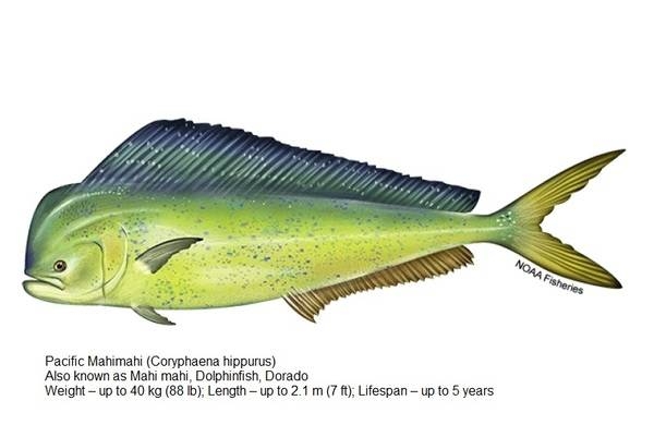 Pacific Mahimahi