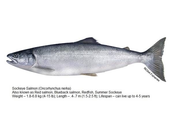 Sockeye Salmon