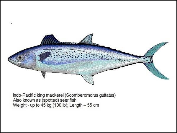 Indo-Pacific King Mackerel