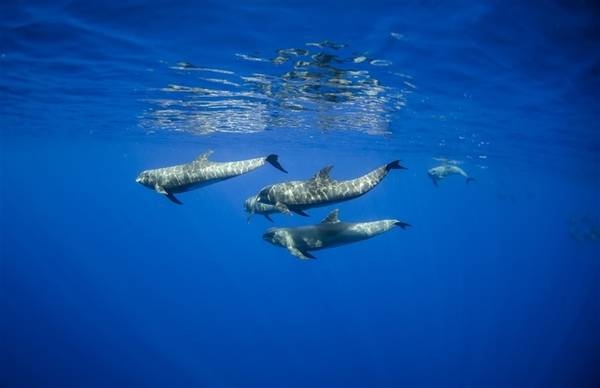 A small pod of melon-headed whales. Image courtesy of NOAA / Sam Farakas.