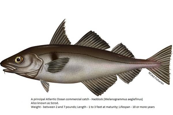 Haddock