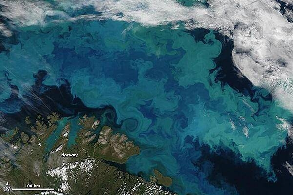 Brilliant shades of blue and green explode across the Barents Sea in this natural-color satellite image taken on 14 August 2011. The color was created by a massive bloom of phytoplankton that is common in the area each August. The clear view is a rare treat since the Barents Sea is cloud-covered roughly 80 percent of the time in summer. Plankton blooms spanning hundreds or even thousands of kilometers occur across the North Atlantic and Arctic Oceans every year. Many species thrive in the cooler ocean waters, which tend to be richer in nutrients and plant life than tropical waters.
The area in this image is located immediately north of the Scandinavian peninsula. The region is a junction where several ocean current systems - including the Norwegian Atlantic, the Persey, and east Spitsbergen currents - merge and form a front known as the North Cape Current. The intersecting waters, plus stiff winds, promote mixing of waters and of nutrients from the deep. Image courtesy of NASA.