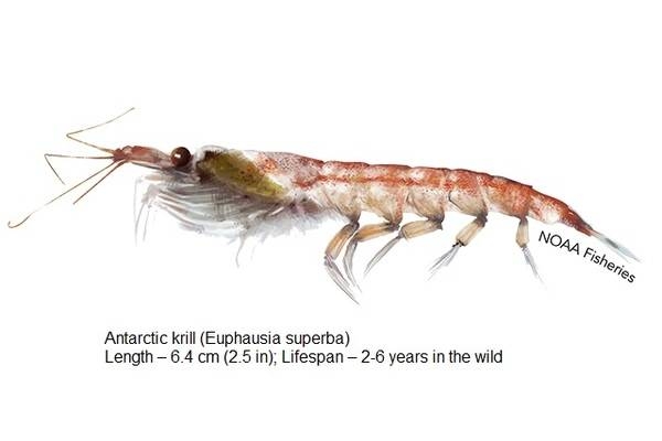 Antarctic krill