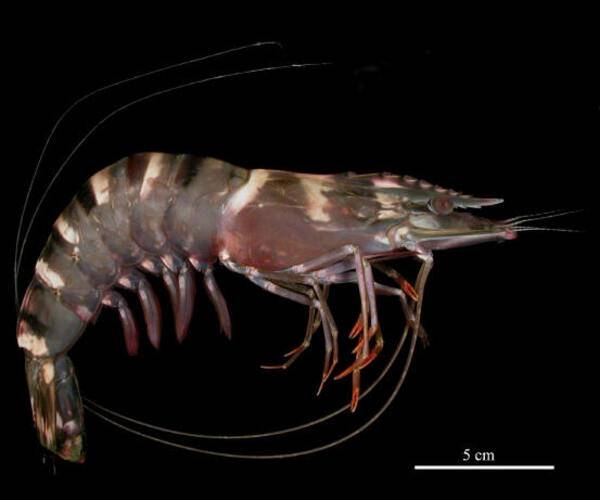 Giant Tiger Prawn