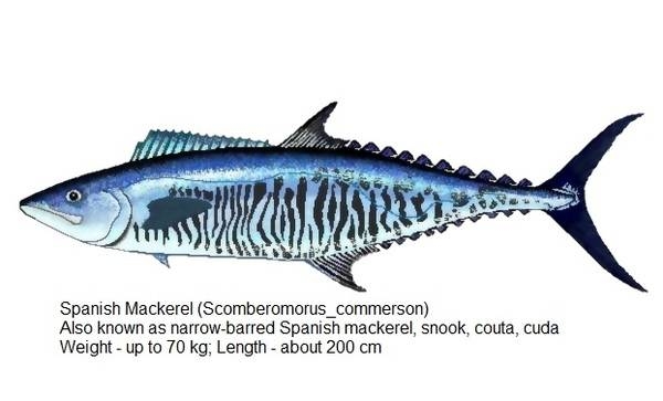 Spanish Mackerel