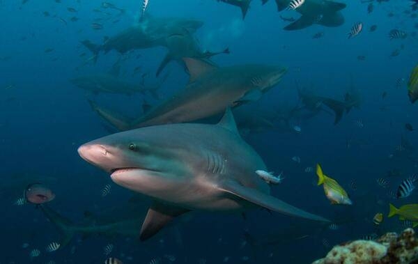 The bull shark is commonly found worldwide in warm, shallow brackish waters along coasts and in rivers; it may survive for significant periods in salt water. It is known for its aggressive nature. Bull sharks are large and stout, and can grow to 2.4 m (7.9 ft) long and 130 kg (290 lbs) as adults. Bull sharks have a bite force up to 5,914 newtons (1,330 lbf), among the highest of all investigated cartilaginous fishes.
This photograph, taken in Fiji, depicts a bull shark in the foreground with at least 20 other bull sharks in the deep blue background along with other reef fish.