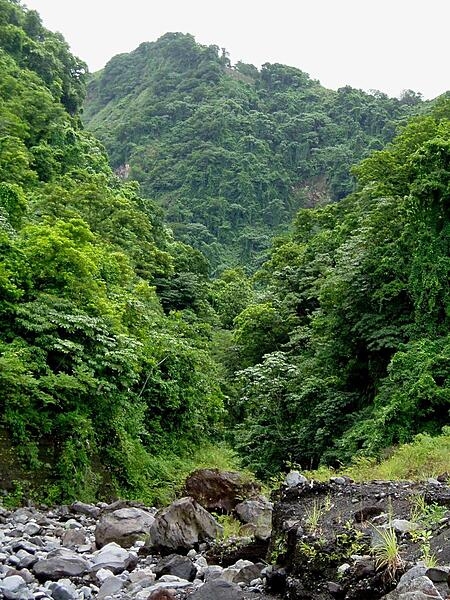 A view of the jungle on Saint Vincent, taken from the beach. Saint Vincent is a volcanic island; the rocks in the foreground are the remains of lava flows from a 1979 eruption of La Soufriere volcano.