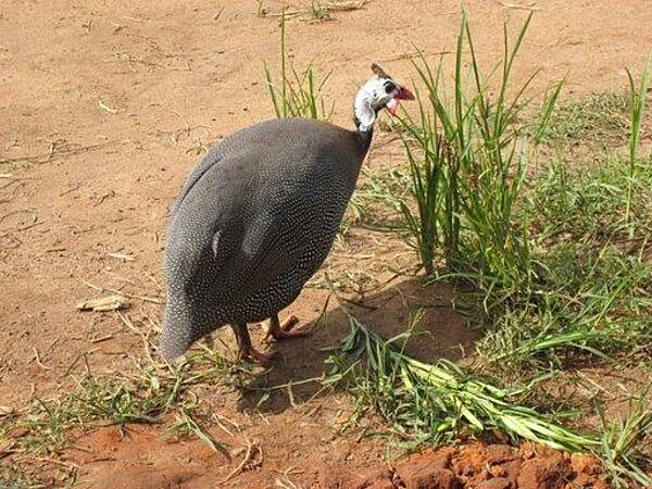 Guinea birds are ubiquitous in Uganda and may be either wild or domesticated.