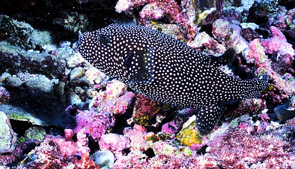 Pufferfish swimming in a coral garden at Jarvis Island National Wildlife Refuge. Photo courtesy of USFWS.