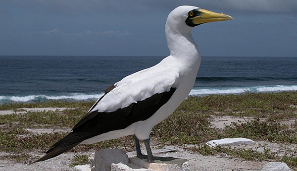 The masked booby is the largest of the booby family. Adults are a little under a meter in length and their wingspan is about 1.5 meters. Photo courtesy of the US Fish and Wildlife Service.