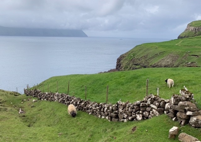 Faroese sheep are native to the Faroe Islands and have long been an integral part of island traditions. The name "Faroe" is thought to mean "sheep islands," and the animal is depicted on the Faroe Islands' coat of arms. Faroese sheep tend to have very little flocking instinct due to a lack of natural predators and will range freely year-round in small groups.