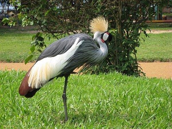 The African Grey Crowned Crane is Uganda's national bird. These gray and white birds have a “crown” of stiff golden feathers on their heads giving them a majestic appearance, but it also puts the birds on the endangered list.  Considered a status symbol by the wealthy, the cranes are targeted by poachers who capture and illegally sell them as pets and their eggs and feathers are sold to those who believe they have medicinal properties. African Grey Crowned Cranes are monogamous and do a mating dance when they meet their mates during breeding season.