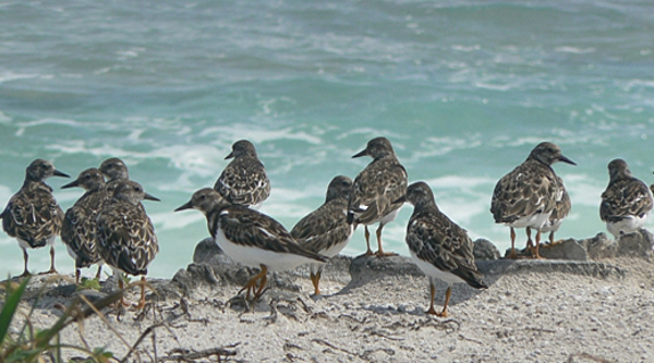 A group of ruddy turnstones gathers along a Jarvis Island shoreline. Image courtesy of the USFWS.