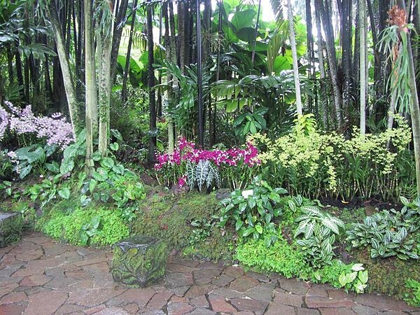 Orchids in the National Orchid Garden in Singapore.