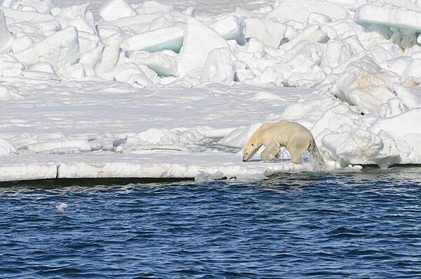 A polar bear pulls itself out of the ocean onto the sea ice. Photo courtesy of the US Geologic Survey/ Brian Battalie.