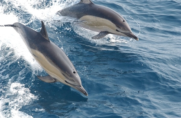 A pair of common dolphins bow-riding (swimming in the waves generated from the bow of a moving ship). Image courtesy of NOAA.