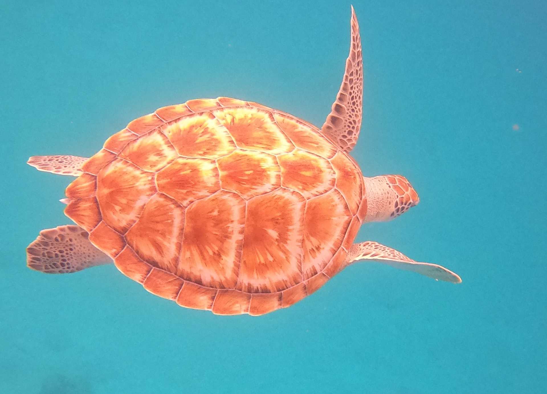 Barbados is home to a large population of sea turtles. Clear waters and calm seas combine to create incredible viewing opportunities during snorkeling and scuba expeditions.