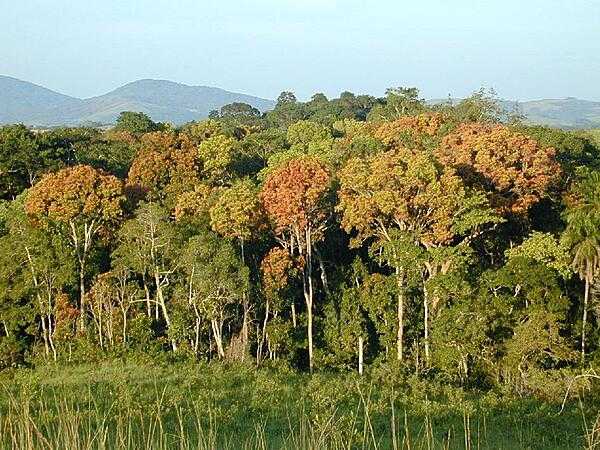 A view of some of the dense tropical forest in Gabon. Image credit: NASA/JPL-Caltech/Sassan Saatchi.