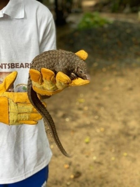 The Liberia Wildlife Sanctuary rescues animals, such as this pangolin, from being poached, sold, or kept  as pets. The ultimate goal of the sanctuary is releasing the animals back into the wild or more protected areas.