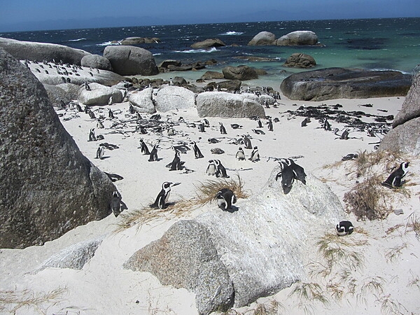 The African penguin is also called the black-footed penguin, Cape penguin, or jackass penguin (due to its mating call resembling a braying donkey), and it is the only penguin species that lives on the African continent, mainly along the coast of South Africa and Namibia. Pictured are African penguins at the Boulders Penguin Colony in Table Mountain National Park.